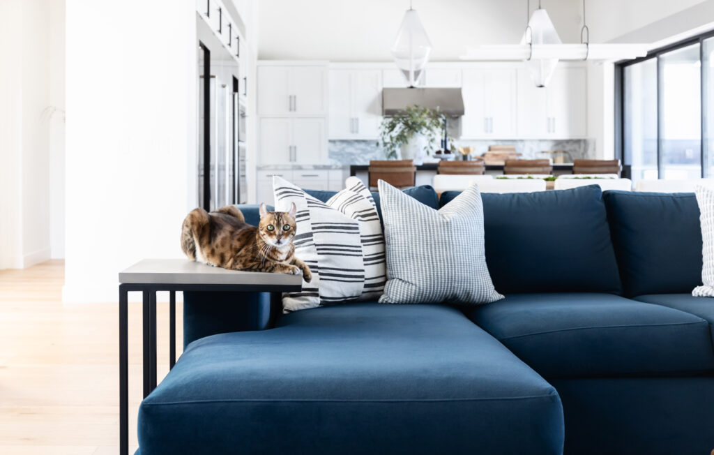 Blue sofa in living room with cat sitting on side table.
